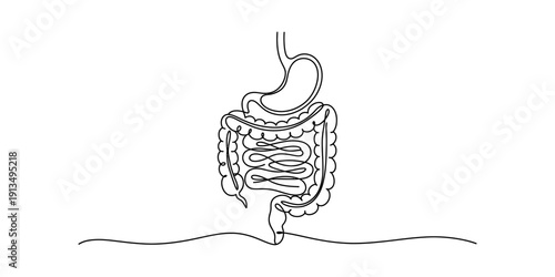 Continuous line drawing of the human digestive system including stomach and intestines. Vector, illustration