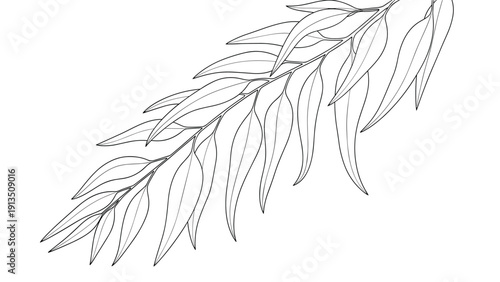 Elegant black and white line drawing of a leafy eucalyptus or willow branch displayed on a white background.