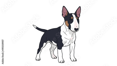 Detailed vector illustration of a bull terrier dog with black and white markings standing on a white background.