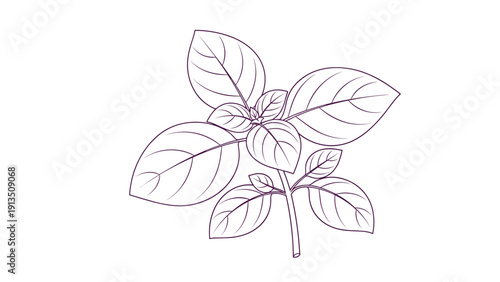 Hand drawn botanical sketch of a fresh basil plant with multiple green leaves on a white background.