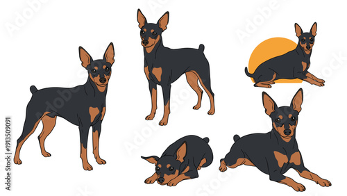 Group of miniature pinscher dogs illustrated in several different poses including standing sitting and lying down.