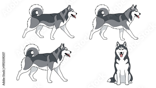 Character sheet showing a siberian husky dog in various walking and sitting poses from both side and front perspective views.