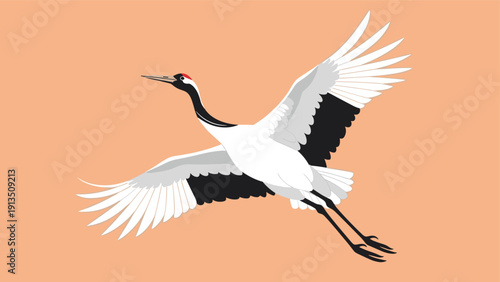 Elegant red-crowned crane flying through the air with its wings spread wide open against a solid peach or salmon colored background.