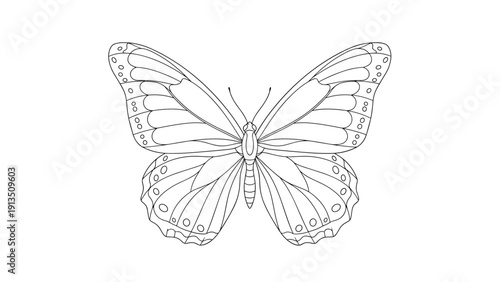Intricate black and white line drawing of a butterfly with detailed wing patterns, suitable for coloring or scientific illustration.