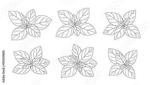 Hand drawn basil leaf clusters set in black and white line art style perfect for culinary and herbal medicine design projects.