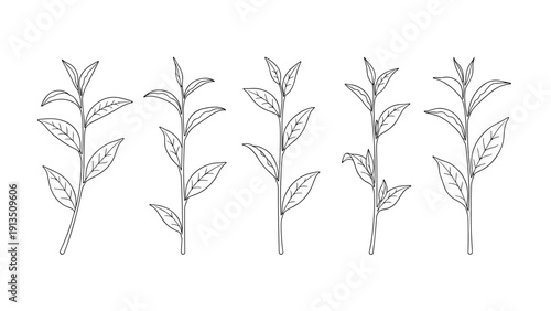 Collection of tea leaf branches and sprigs illustrated in minimalist black and white line art style for natural product design.