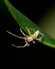 Spiders from my garden