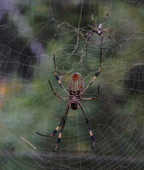 Spiders from my garden