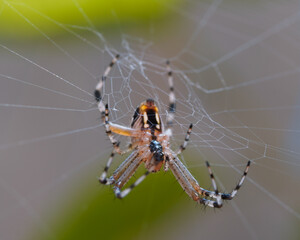 Spiders from my garden