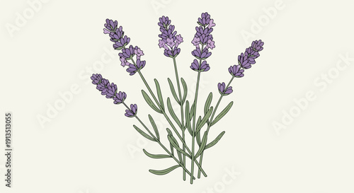 A cluster of lavender sprigs on a cream-colored background