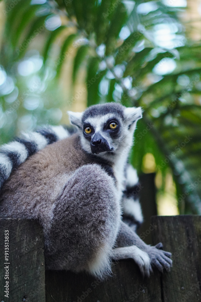 Fototapeta premium Close-up of Lemur Sitting and Turning Its Head at Australia Zoo