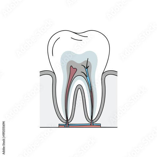 Detailed Cross Section of a Healthy Tooth and Root Anatomy for Dental Educational Content