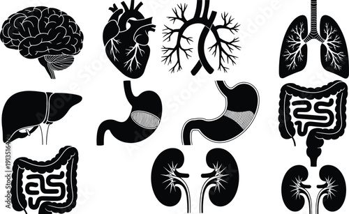 Human internal organs silhouette set including brain, heart, lungs, liver, stomach, intestines, kidneys, medical anatomy collection, black vector illustration isolated on white background