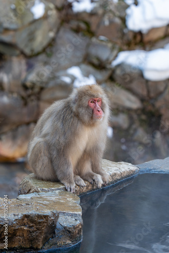 Photography Monkey bathing in snow monkey park Japan Nagano