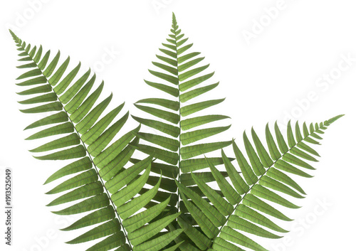 Fresh green fern leaves on dark background plant nature isolated on a transparent background