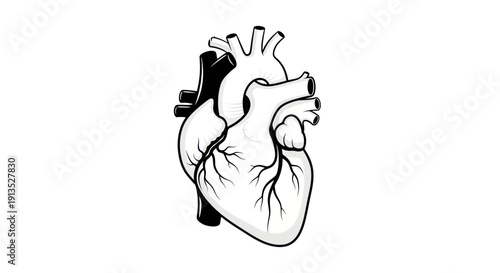 Anatomical Heart Illustration