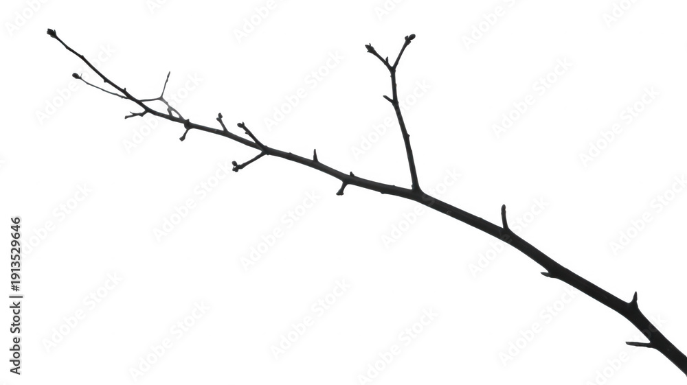 Obraz premium Bare tree branch twigs isolated isolated on a transparent background