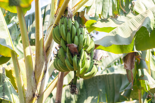 Unripe Banana Bunch Hanging on Banana Tree in Tropical Garden