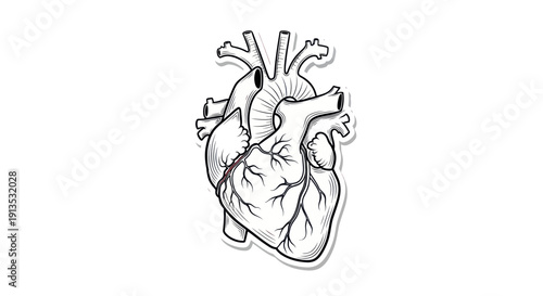 Anatomical Heart Drawing, Medical Illustration, Cardiovascular System