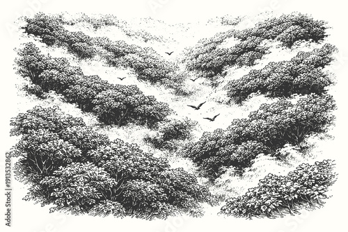 Vintage hand drawn engraving of a misty forest canopy with birds flying over dense trees and clouds, atmospheric nature landscape vector illustration.