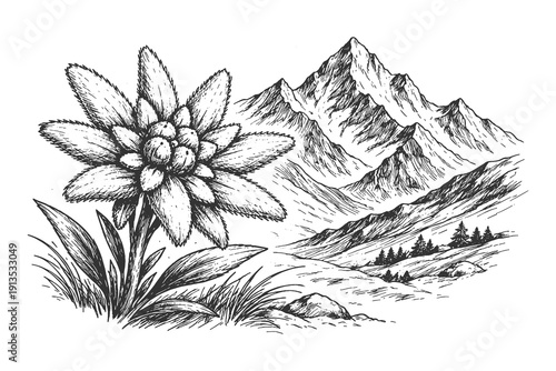 Vintage hand drawn engraving of a detailed Edelweiss flower in the foreground with majestic alpine mountain peaks, botanical nature vector illustration.