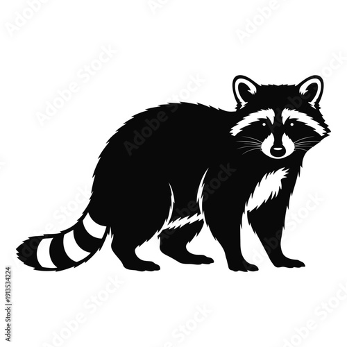 Black silhouette of a raccoon standing on a white background