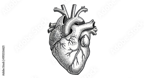 Detailed Anatomical Heart Drawing with White Background