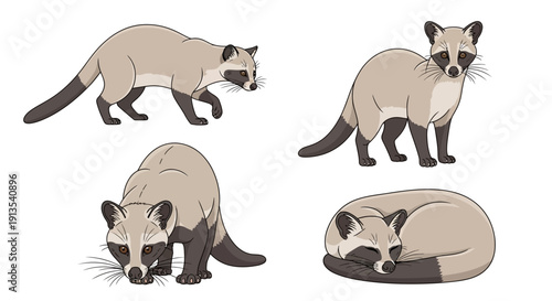 Raccoon in various poses showcasing movement and rest in a simple illustration style