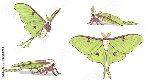 Luna Moth illustrations showcasing various viewpoints and poses in a detailed graphic representation