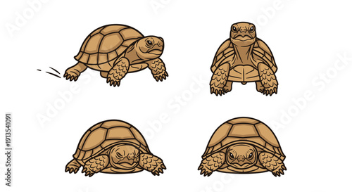 Illustration of various turtles in different poses and views