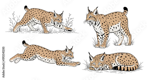 Illustration of a lynx in various poses on grass, showcasing its agility and hunting prowess from different viewpoints.