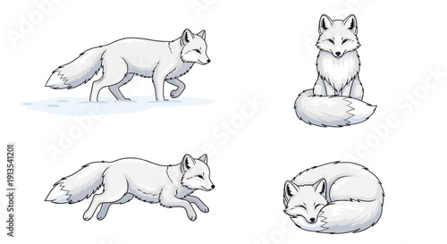 Illustrations of a white arctic fox in various poses and actions, showcasing its fur and movements in a minimalist style