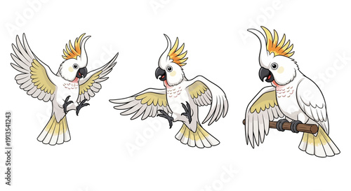 Illustration of three cockatoos in various poses, perched and in flight, showcasing their vibrant yellow crests and white plumage.