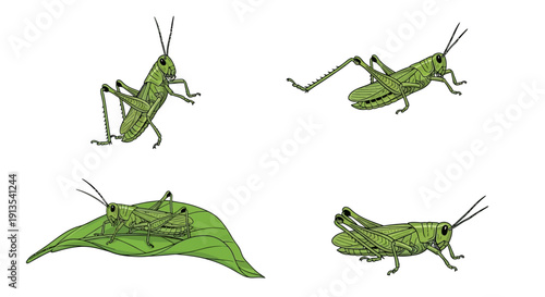 Grasshoppers in various poses on a leaf, vector illustration, close-up view