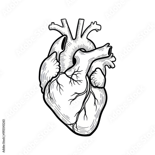 Anatomical heart illustration, black and white sketch, medical concept