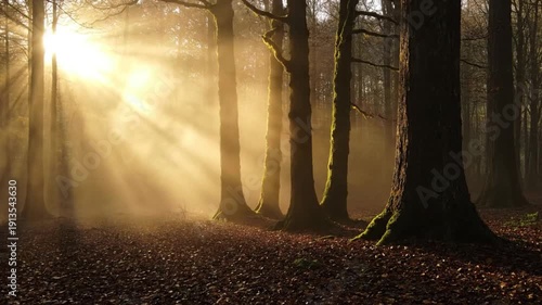 Majestic sunbeams pierce through the dense forest canopy illuminating morning fog swirling around ancient tree trunks on the leaf covered ground during sunrise.