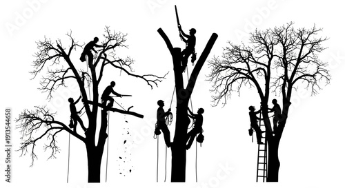 Arborists pruning trees in a landscape, viewed from the side, showing various techniques and equipment used.