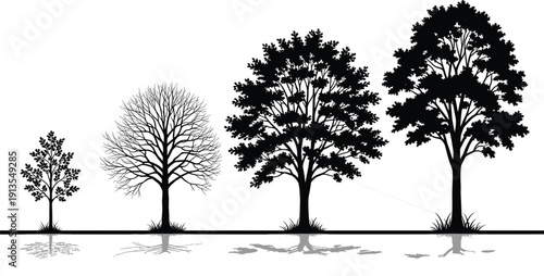 Tree growth silhouette illustration set, four black icons stages sparse leafless full canopy dense foliage mirrored reflection design, vector artwork, nature and development theme, isolated background