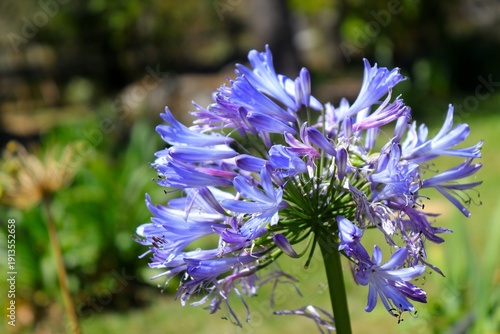 Flor morada de altura