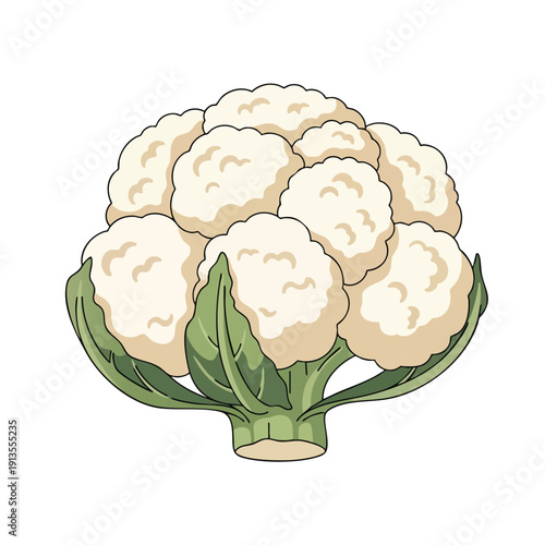 Fresh Cauliflower Head on Green Leaves Healthy Vegetables for Cooking and Nutrition