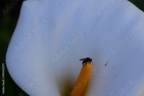 Flor Monge Blanco El Salvador