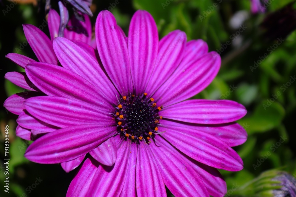 Fototapeta premium Cambray morado de altura