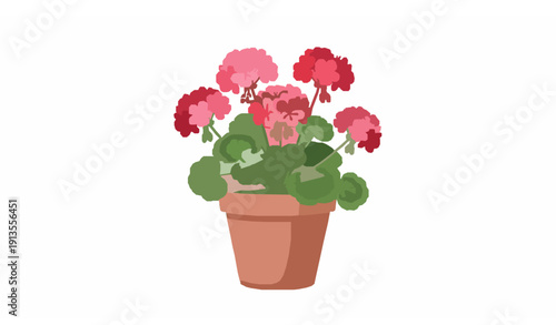 Ornamental pink red geranium plant in pot flat vector illustration isolated on white background