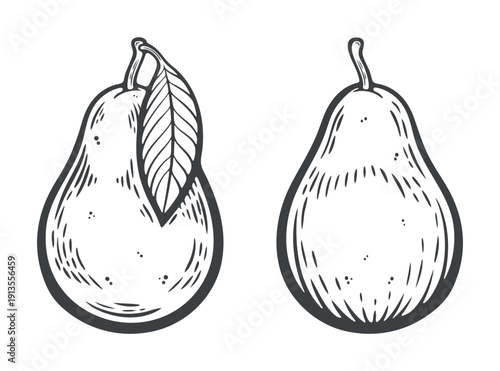 Two pears, one with leaf, other without, whole raw uncut, engraving isolated