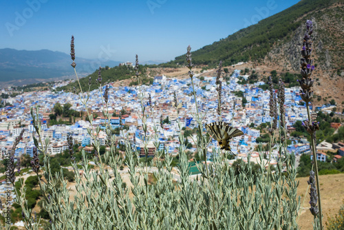 Butterfly on lavender flowers with a panoramic view of the Blue City of Chefchaouen and the Rif mountains