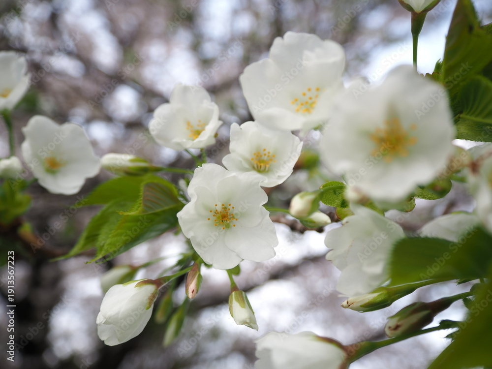 Obraz premium 植物 自然 春 花 風景