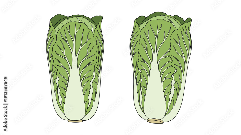 Naklejka premium Illustration of two heads of napa cabbage with pale green leaves and white ribs showing their elongated shape on a plain white background.
