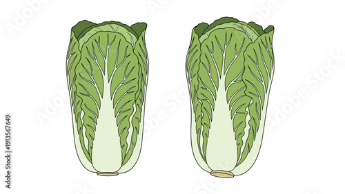 Illustration of two heads of napa cabbage with pale green leaves and white ribs showing their elongated shape on a plain white background.