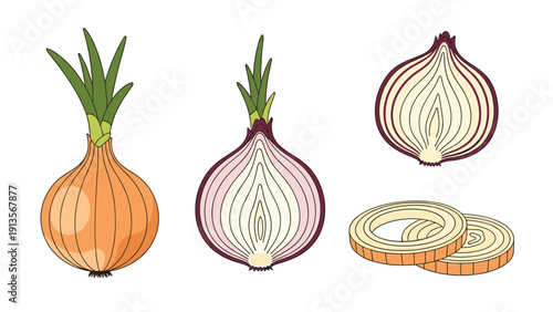 Illustration of different onion types including a whole yellow onion, a halved red onion, a red onion slice, and several onion rings for cooking.