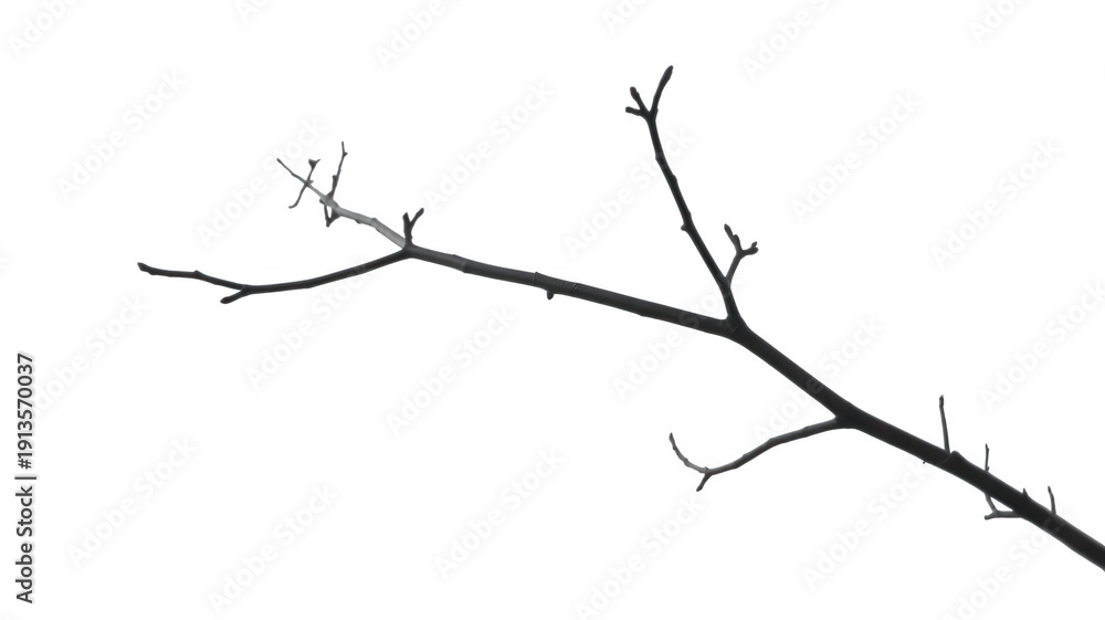 Obraz premium Bare tree branch with no leaves isolated on a transparent background